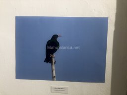Exposición de aves de la comarca